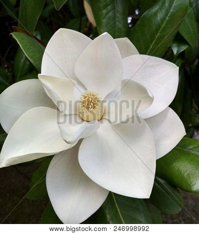 Lotus-flowered Magnolia Flower Closeup,beautiful White With Pink Flower Blooming In The Countryside 