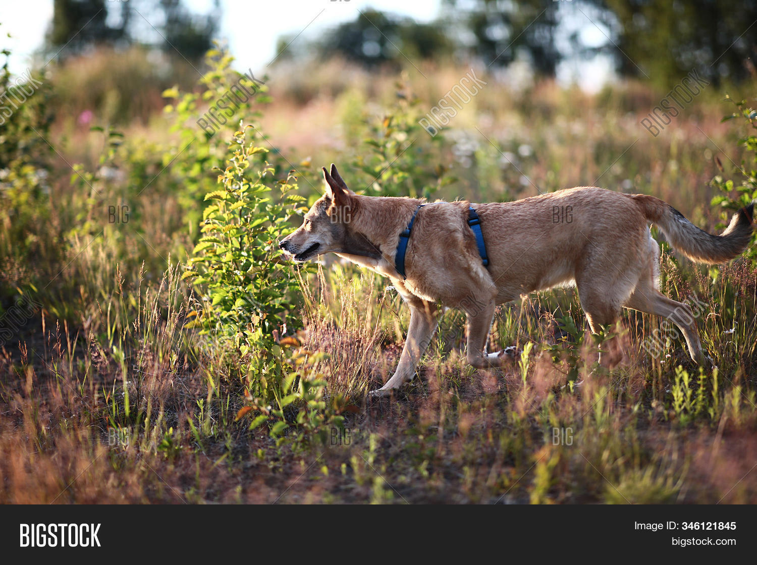 happy dog walking