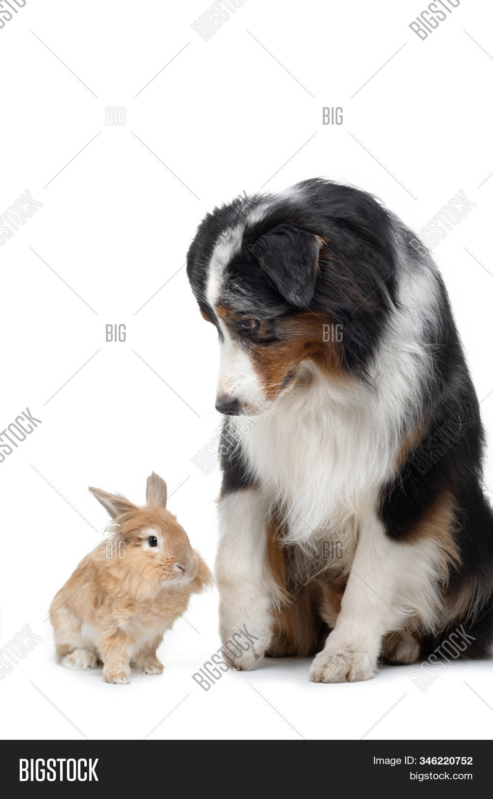Dog With Pet Rabbit Dog Rabbit On White Image & Photo (Free Trial) | Bigstock
