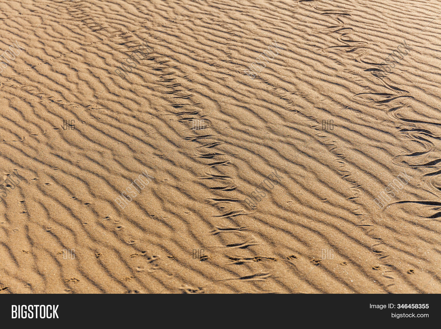 Snake Sand Pattern Traces Snake Sand. Image & Photo (Free Trial) | Bigstock