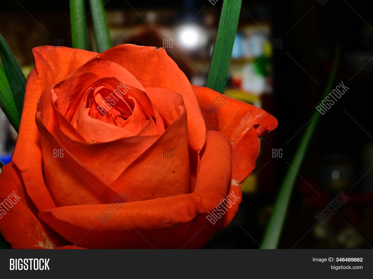 Beautiful Opened Redr Image & Photo (Free Trial) | Bigstock