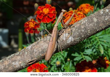 Praying Mantis Insect In Nature. Predator That Hunts And Eats Other Insects.