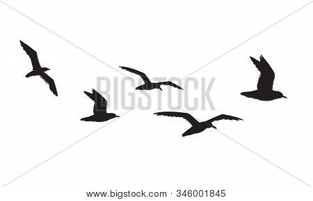 Vector Black Flock Of Seagulls Flying Silhouette Isolated On White Background