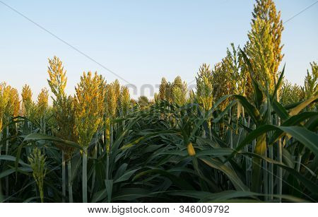 Sorghum Named Also Jowari, Millet, Milo Or Durra. Cereal Crop In Field