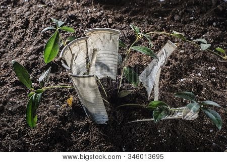 The Problem Of Mankind Is Environmental Pollution With Plastic. An Angry Flower Fights Breaking Thro
