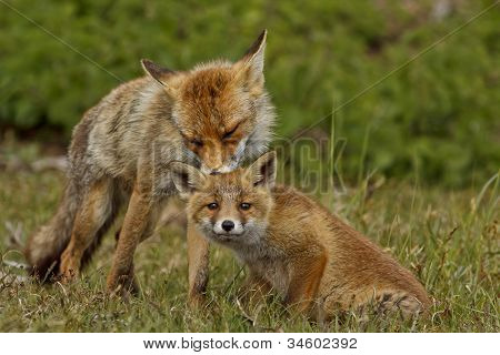 Amore di madre