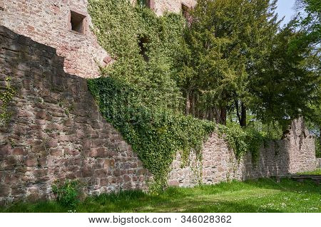Stone Wall Of The Ruins Of An Old Castle Of Schloss Neuenburg In Germany, Overgrown With Ivy, In Spr