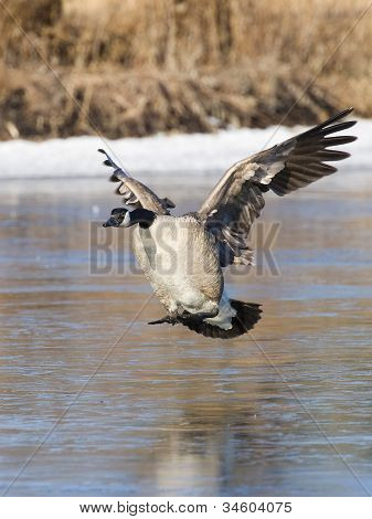 Landing Goose