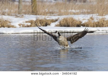 Landing Goose