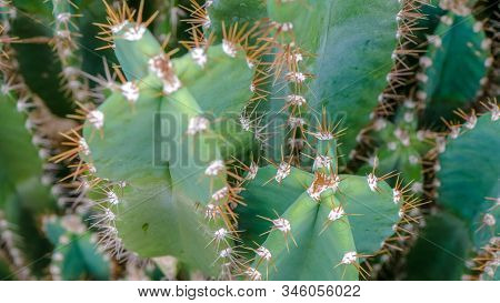 Cactus Family, Top Shot, Close-up Barrel Cactus, Vintage
