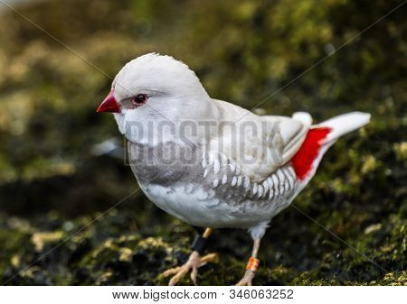 White Red Silver Diamond Firetail Finch Plumage Close Up. Native Of Australia, Now All Over The Worl