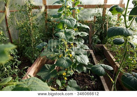 Cucumbers In The Greenhouse Before Harvest. Home Business