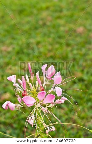 Cleome o fiore di ragno, un alto fiorito annuale