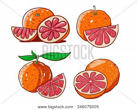 Grapefruit Set In Cartoon Style With Outline. Hand Drwn Vector Illustration.