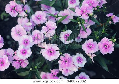 Pink And White Blooming Gillyflower Carnation Flowers.gillyflower Is The Carnation Or A Similar Plan