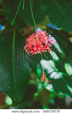 Red Curly Hibiscus Also Known As Hibisco Crespo With Greenery And Sunshine Around It