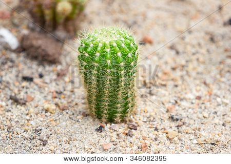 Group Of Small Cactus Species Called Echinopsis Calochlora Cactus A Plant That Grows In The Desert, 
