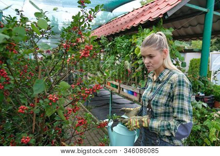 Young woman gardening in greenhouse.She selecting flowers.