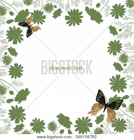 Vector Medical Herbs And Plants Frane. Vintage Design With Herbal Flowers Illustration. Design For H