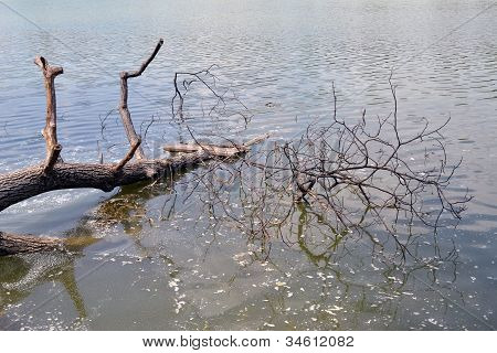 Tronco d'albero