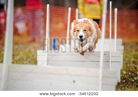 lustige Hund Bordercollie springen