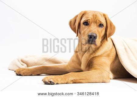 Red Fox Images, Illustrations & Vectors (Free) - Bigstock