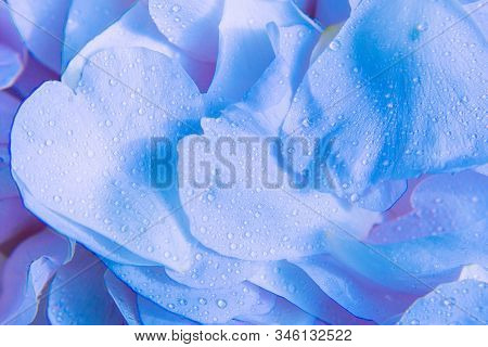 Beautiful Soft Romantic Blue Lavender Petals Abstract Backround With Waterdrops