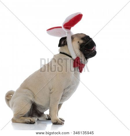 Side view of a relaxed pug looking forward while wearing bunny ears and a red bow tie, panting and sitting on white studio background