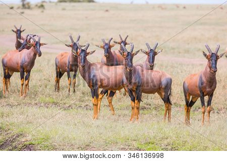 Magnificent trip to the African savannah. Kenya. Large flock of Tsessebe antelopes graze together. Safari in Masai Mara National Park. Ecological, active and phototourism concept