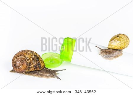 Cosmetics Organic Made With Slaver Of Snail, Very Good For Skin And Health And Fashion In Europe. Gr