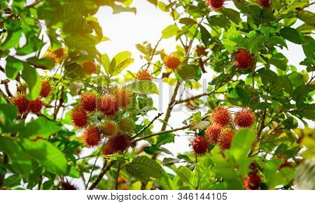 Red Ripe Rambutan Hanging On Tree In Garden. Rambutan Orchard In Thailand. Tropical Tree With Green 