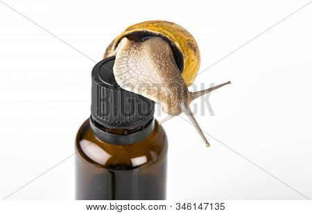 Cosmetics Organic Made With Slaver Of Snail, Very Good For Skin And Health And Fashion In Europe. Po