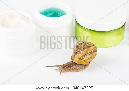 Cosmetics Organic Made With Slaver Of Snail, Very Good For Skin And Health And Fashion In Europe. Po