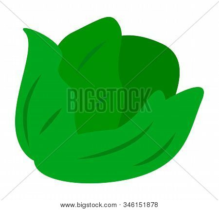 Headed Cabbage Isolated On White Background. Fresh And Organic Cole From Farm Or Market Used For Coo
