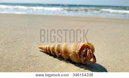 Crab In A Shell On The Sandy Shore Of The Ocean In Calm With Small Waves And Blue Sky