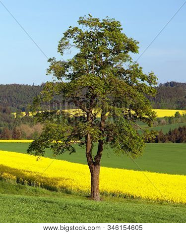 Field Of Rapeseed, Canola Or Colza, In Latin Brassica Napus, Lime Tree And Road,rape Seed Is Plant F