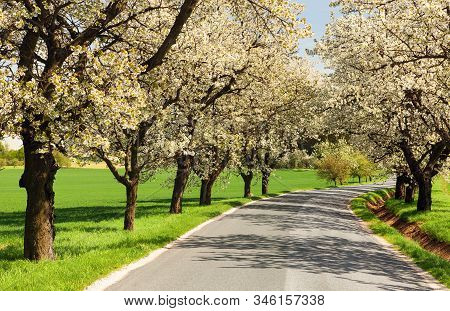 Road And Alley Of Flowering Cherry Trees In Latin Prunus Cerasus With Beautiful Sky. White Colored F