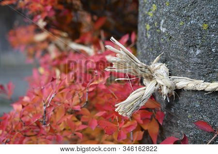 Rope Tied To A Tree Nature Background