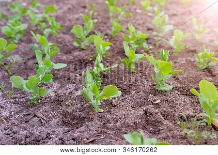 Baby Radish Growing On Farm In Open Ground, Farming And Gardening Concept. Agrobusiness And Farming 