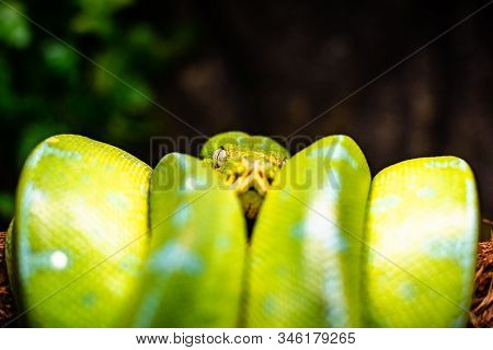 A Close-up View Of A Green Tree Python Slithering On A Tree Sleeping Eyes Dof Sharp Focus Space For 