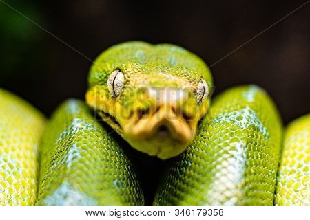 A Close-up View Of A Green Tree Python Slithering On A Tree Sleeping Eyes Dof Sharp Focus Space For 