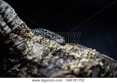 Portrait Of Live Monitor Lizard Varan Dof Sharp Focus Space For Text Macro Reptile Jungle Aquarium H