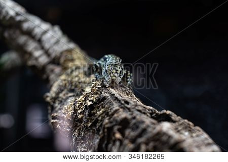 Portrait Of Live Monitor Lizard Varan Dof Sharp Focus Space For Text Macro Reptile Jungle Aquarium H