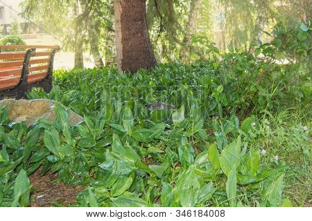 Many Plants Of Green Lilies Of The Valley In The Flowerbed After Watering With Drops Of Water, Bench
