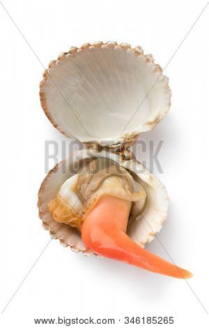 Single fresh open Prickly cockle with an extending long foot isolated on white background