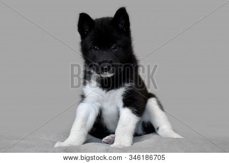 Puppy Whelp Black And White Color. Northern Dog Breed Russian-european Laika.