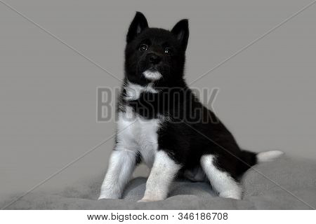 Puppy Black And White Color. Northern Dog Breed Russian-european Laika.