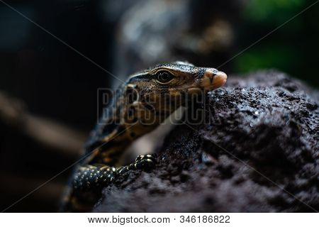 Portrait Of Live Monitor Lizard Varan Dof Sharp Focus Space For Text Macro Reptile Jungle Aquarium H