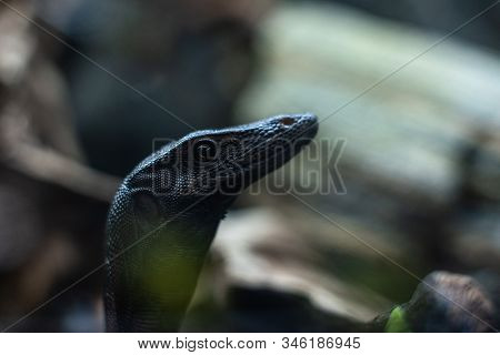 Portrait Of Live Monitor Lizard Varan Dof Sharp Focus Space For Text Macro Reptile Jungle Aquarium H
