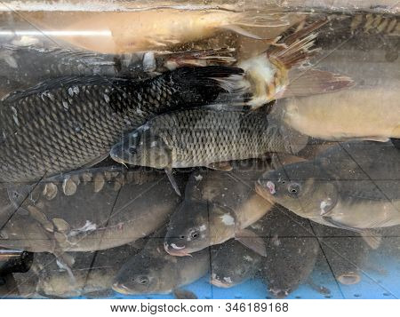 Live Fishes Amassed In A Fish Tank In A Supermarket Ready To Be Sold